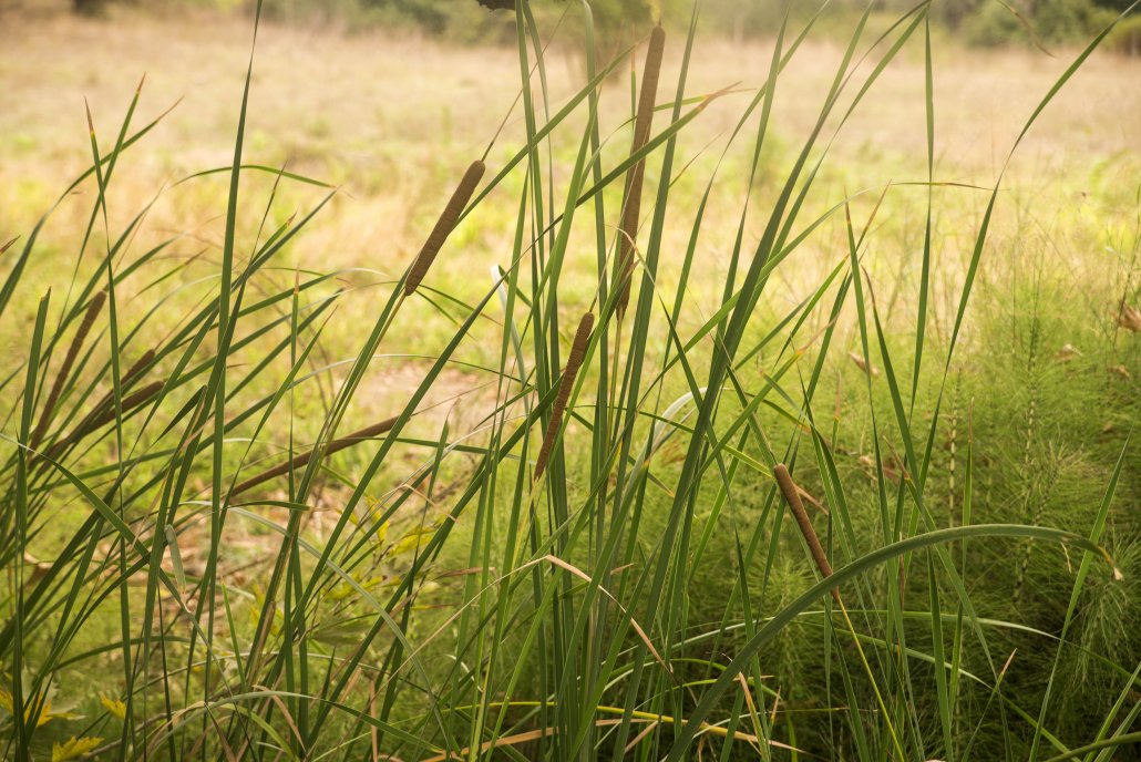 Frühlingsmorgen in Bad Westernkotten – Natur und Erholung