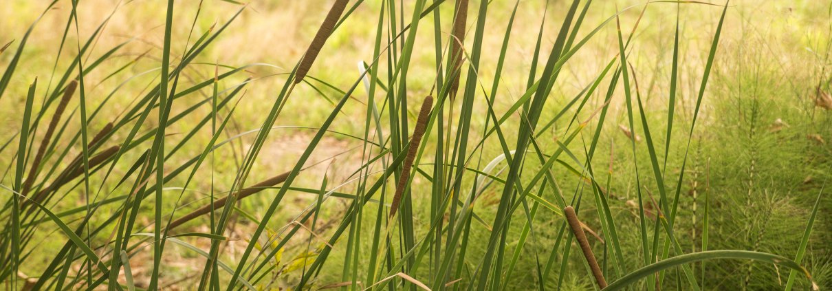 Frühlingsmorgen in Bad Westernkotten – Natur und Erholung