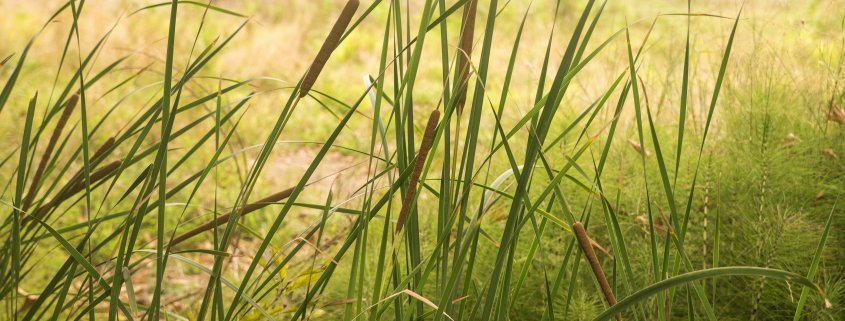 Frühlingsmorgen in Bad Westernkotten – Natur und Erholung